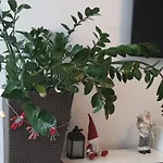 Triventi Rajski * カルパッチ