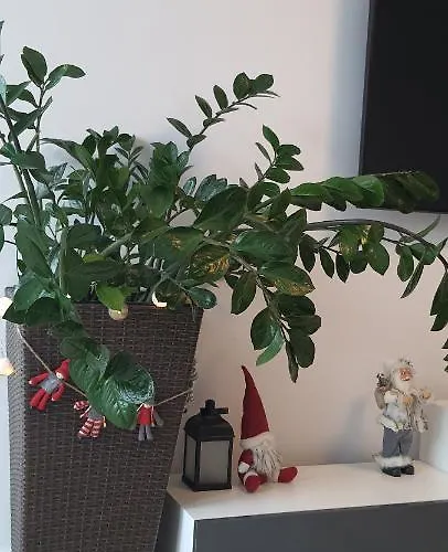 Triventi Rajski * كارباش