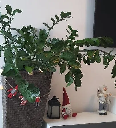 Triventi Rajski * Карпач