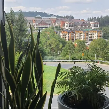 Triventi Rajski カルパッチ